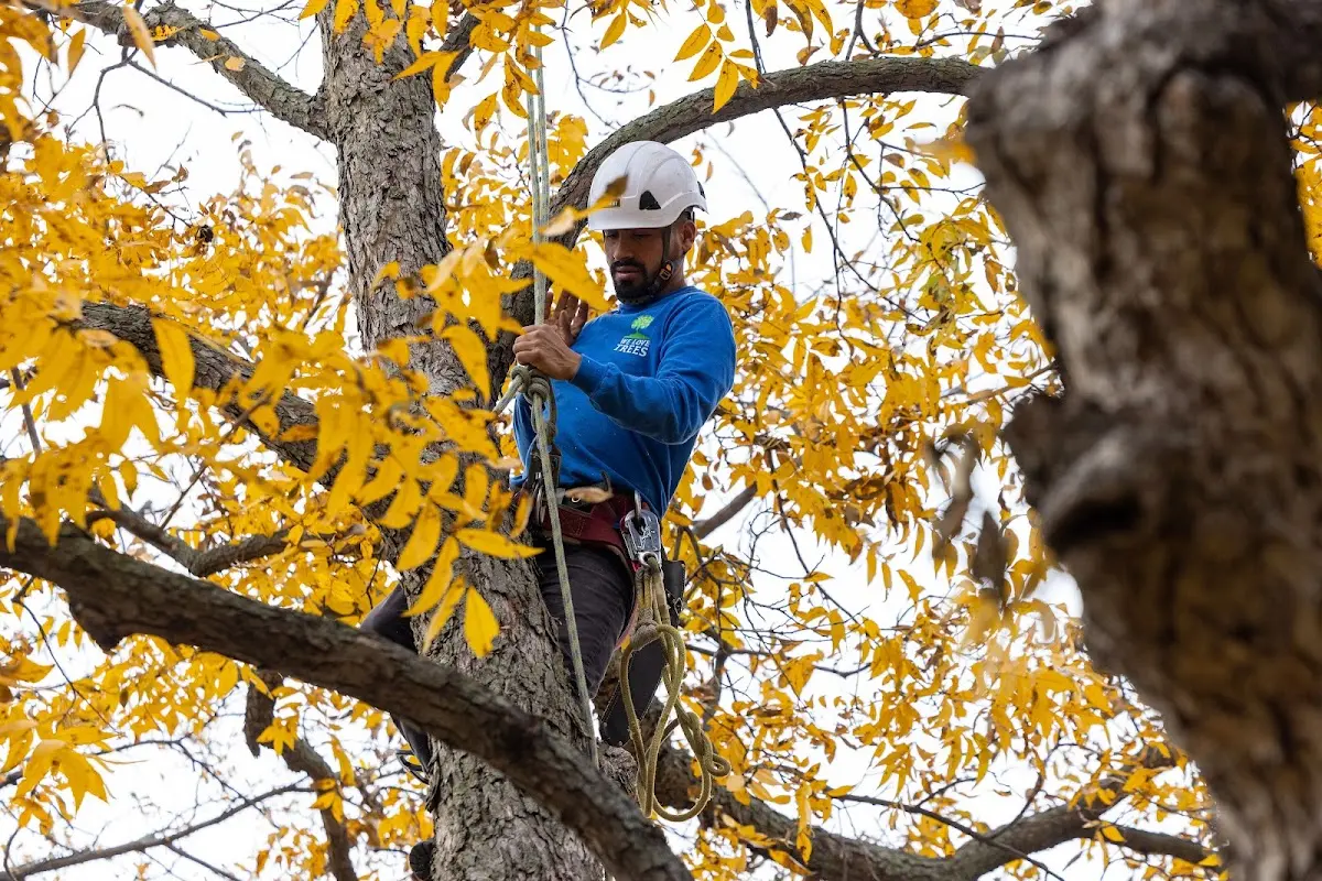 Skilled Tree Planing crew working in Leavittsburg